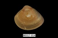 藏品(普通文蛤)的圖片